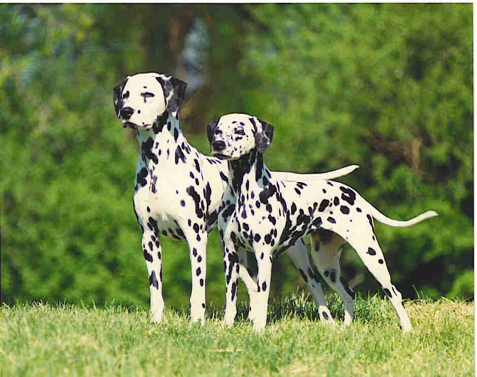 informations about Dalmatian.